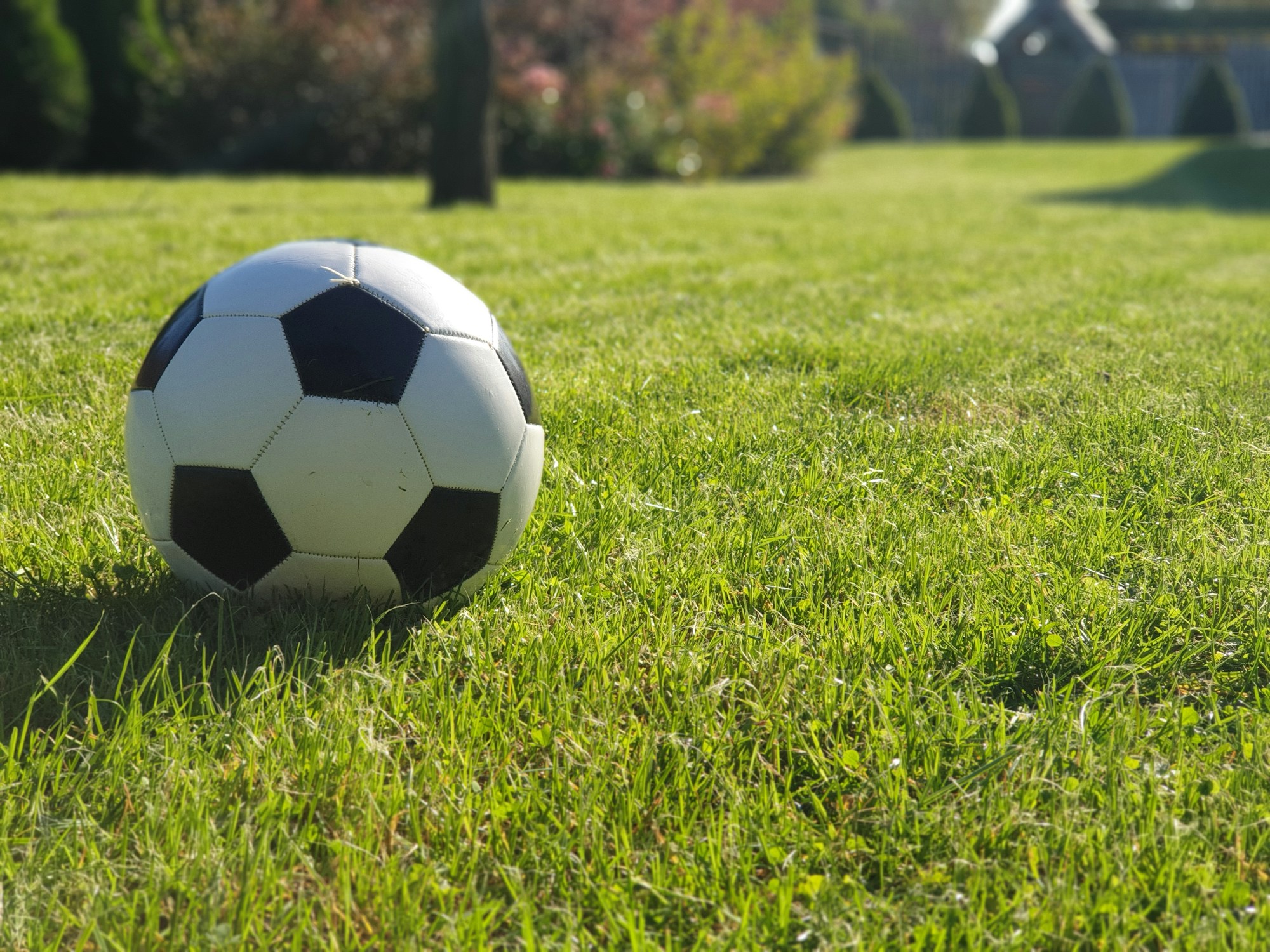 Çimenlerin üzerinde duran siyah beyaz bir futbol topu (temsilî)